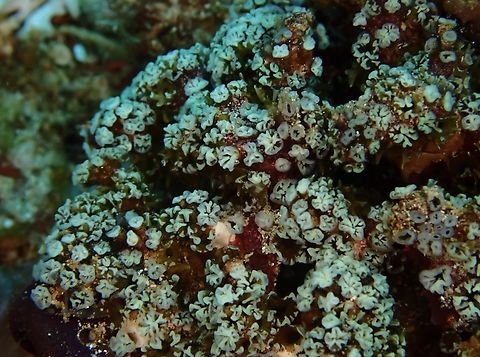 Jellies - Nausithoe racemosa  Anilao,Batangas,Nausithoe racemosa,Philippines