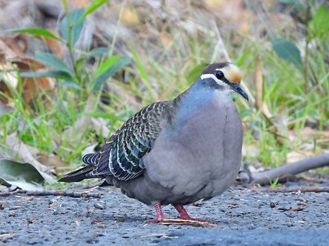 Common Bronzewing - Phaps chalcoptera            Australia,Bird,Bronzewing,Common Bronzewing,New South Wales,Phaps chalcoptera