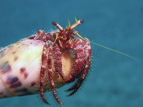 Setiferous Hermit Crab - Dardanus setifer  Anilao,Batangas,Crab,Dardanus setifer,Hermit Crab,Philippines,Setiferous Hermit Crab