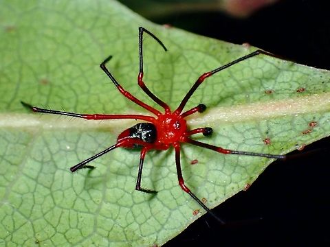 Red-and-Black Spider - Nicodamus peregrinus  Australia,New South Wales,Nicodamus peregrinus,Red-and-Black Spider,Spider,Sydney