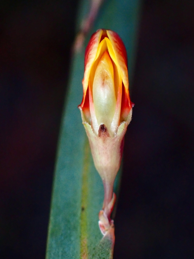 Flower -Bossiaea ensata  Australia,Bossiaea ensata,Flower,New South Wales,Plant,Sword Bossiaea,Sydney