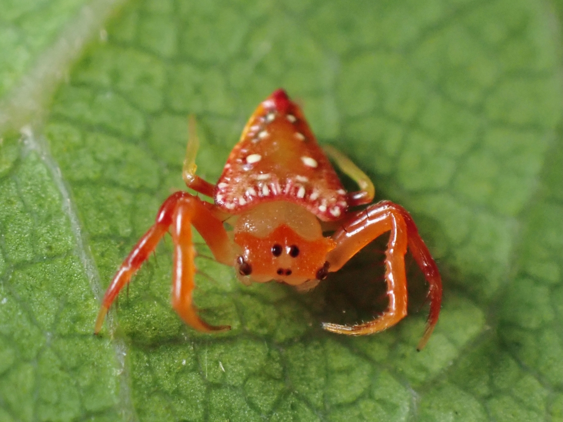 Common Triangular Spider - Arkys lancearius  Arkys lancearius,Australia,Common Triangular Spider,New South Wales,Spider,Sydney,Triangular Spider