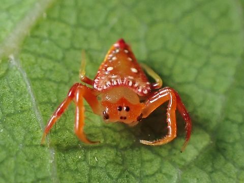 Common Triangular Spider - Arkys lancearius  Arkys lancearius,Australia,Common Triangular Spider,New South Wales,Spider,Sydney,Triangular Spider
