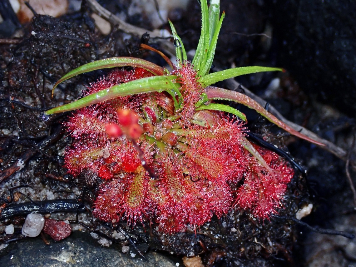 Rosy Sundew - Drosera spatulata  Australia,Drosera spatulata,Flower,New South Wales,Plant,Rosy Sundew,Sydney