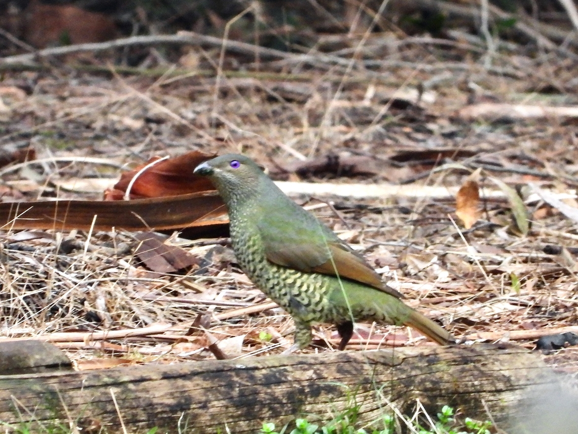 Satin Bowerbird - Ptilonorhynchus violaceus            Australia,Bird,Bowerbird,New South Wales,Ptilonorhynchus violaceus,Satin Bowerbird,Sydney