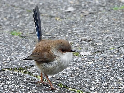 Superb Fairywren - Malurus cyaneus            Australia,Bird,Fairywren,Malurus cyaneus,New South Wales,Superb Fairywren,Sydney