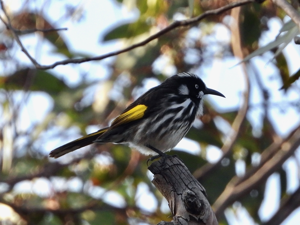 New Holland Honeyeater - Phylidonyris novaehollandiae            Australia,Bird,Honeyeater,New Holland Honeyeater,New South Wales,Phylidonyris novaehollandiae,Sydney
