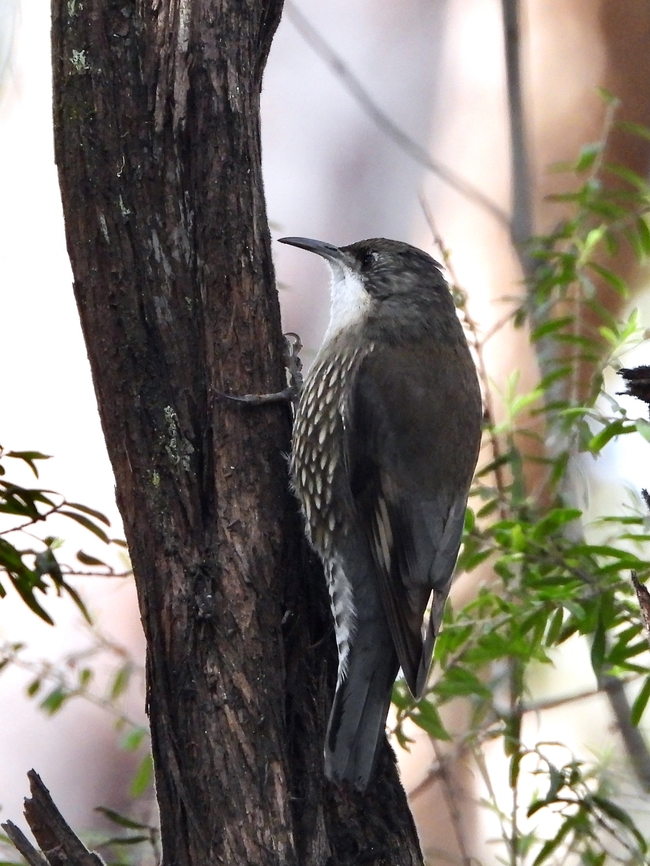 White-Throated Treecreeper - Cormobates leucophaea            Australia,Bird,Cormobates leucophaea,New South Wales,Sydney,Treecreeper,White-Throated Treecreeper