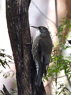 White-Throated Treecreeper - Cormobates leucophaea            Australia,Bird,Cormobates leucophaea,New South Wales,Sydney,Treecreeper,White-Throated Treecreeper