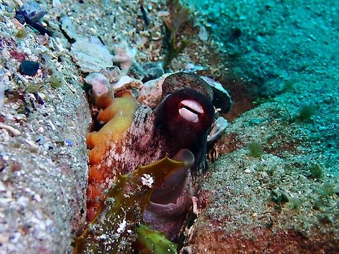 Common Sydney Octopus - Octopus tetricus  Australia,Common Sydney Octopus,New South Wales,Octopus,Octopus tetricus,Sydney