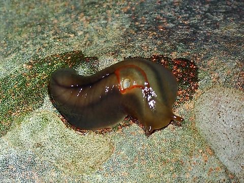 Red Triangle Slug - Triboniophorus graeffei  Australia,New South Wales,Red Triangle Slug,Slug,Triboniophorus graeffei