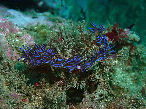 Australian Blue Dragon - Pteraeolidia ianthina  Australia,Australian Blue Dragon,Blue Dragon,New South Wales,Nudibranch,Pteraeolidia ianthina,Sydney