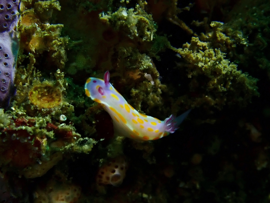 Clown Doris - Ceratosoma amoenum  Australia,Ceratosoma amoenum,Clown Doris,New South Wales,Nudibranch,Sydney