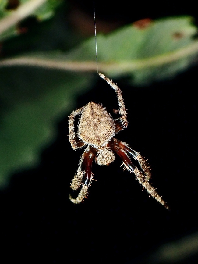 Australian Garden Orbweaver Spider - Hortophora transmarina  Australia,Australian Garden Orbweaver Spider,Hortophora transmarina,New South Wales,Orbweaver Spider,Spider,Sydney