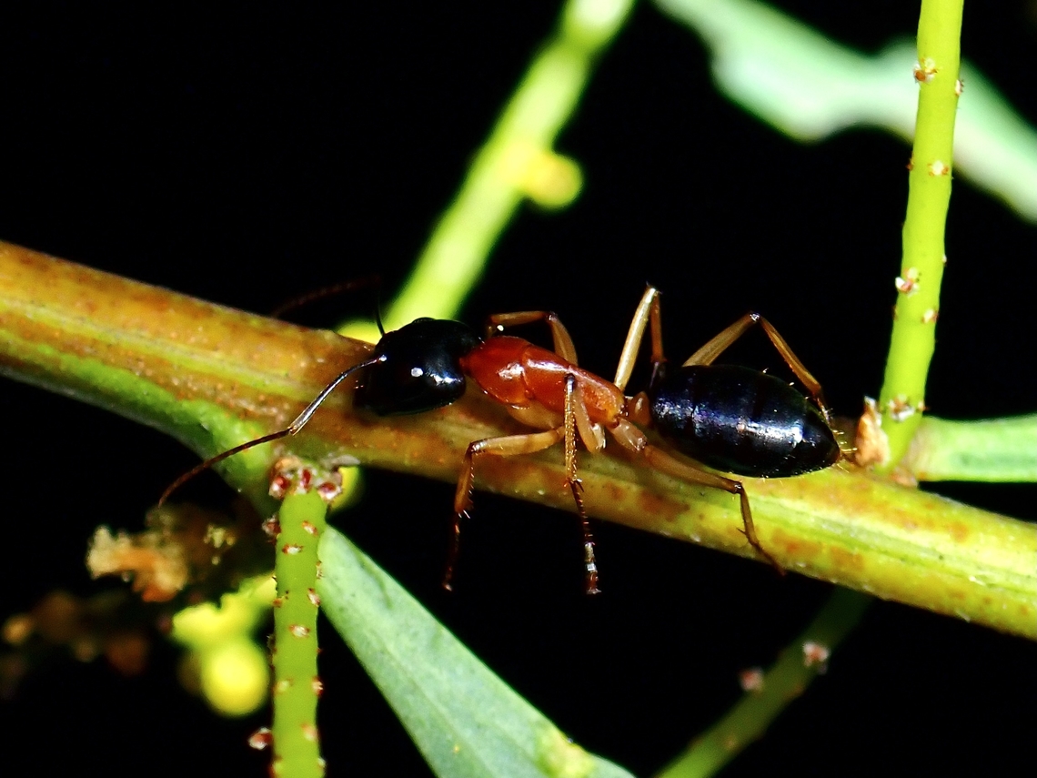 Black-Headed Sugar Ant - Camponotus nigriceps  Ant,Australia,Black-Headed Sugar Ant,Camponotus nigriceps,New South Wales,Sugar Ant,Sydney