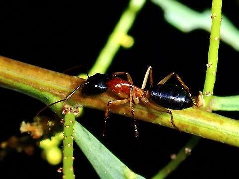 Black-headed sugar ant