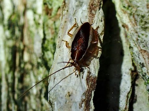 Wood Cockroach - Balta spuria  Australia,Balta spuria,Cockroach,New South Wales,Sydney,Wood Cockroach