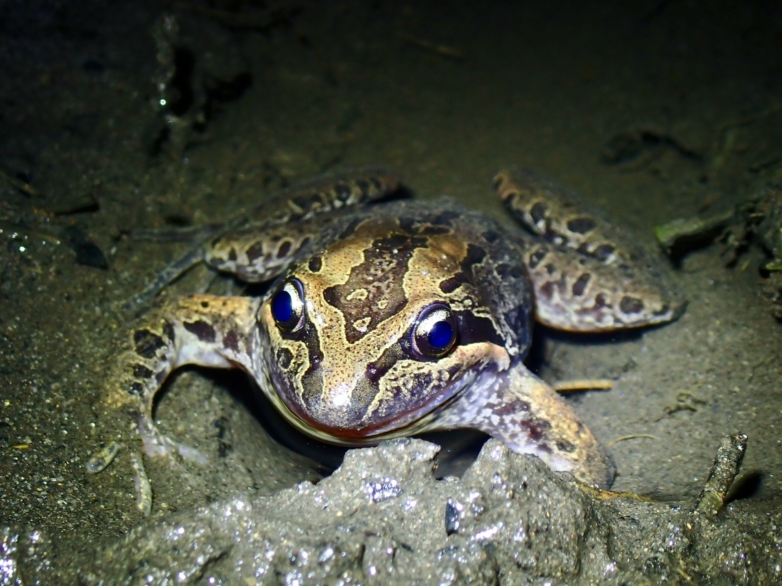 Blue Eyes  Australia,Frog,Limnodynastes peronii,Marsh Frog,New South Wales,Striped Marsh Frog,Sydney