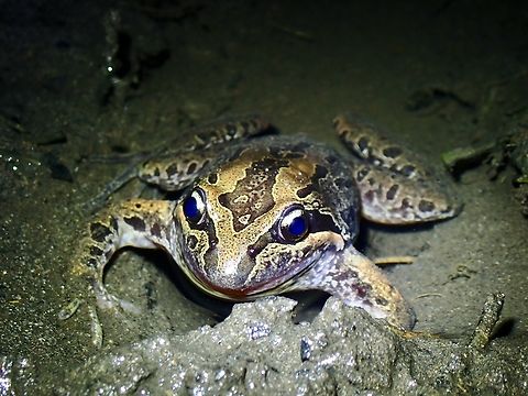 Blue Eyes  Australia,Frog,Limnodynastes peronii,Marsh Frog,New South Wales,Striped Marsh Frog,Sydney