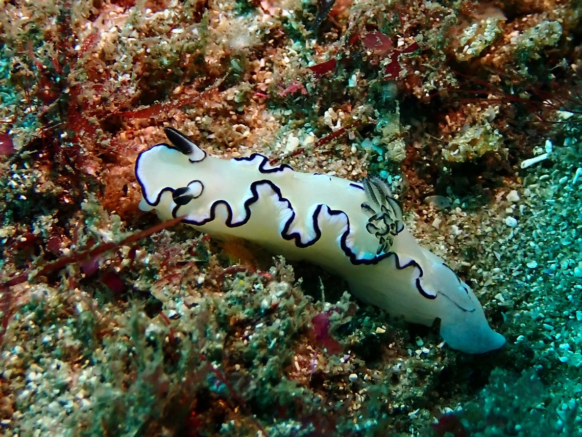 Black-Margined Nudibranch - Doriprismatica atromarginata  Australia,Black-Margined Nudibranch,Doriprismatica atromarginata,New South Wales,Nudibranch,Sydney