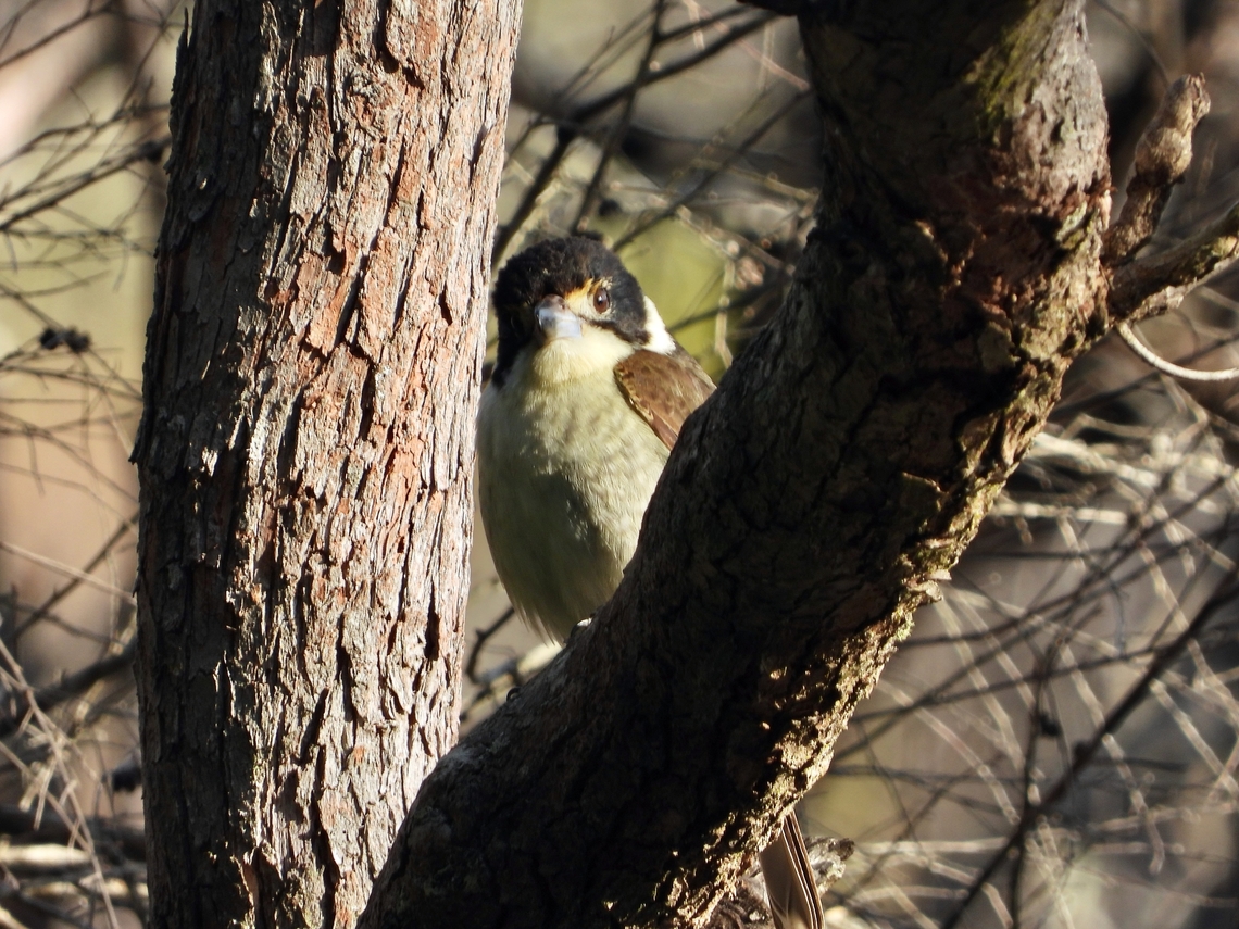Grey Butcherbird - Cracticus torquatus            Australia,Bird,Butcherbird,Cracticus torquatus,Grey Butcherbird,New South Wales,Sydney