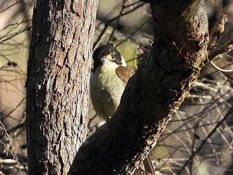 Grey Butcherbird - Cracticus torquatus            Australia,Bird,Butcherbird,Cracticus torquatus,Grey Butcherbird,New South Wales,Sydney