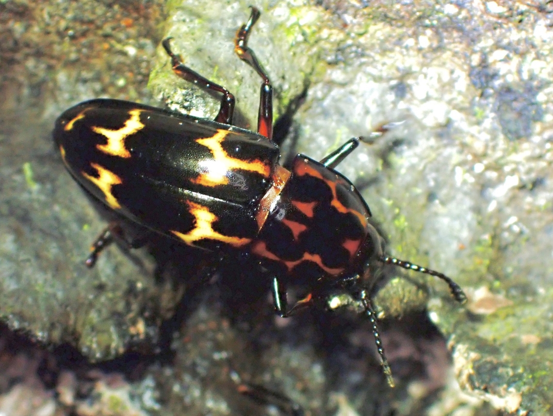 Fungus Beetle - Triplatoma macleayi  Beetle,Fungus Beetle,Malaysia,Sabah,Triplatoma macleayi