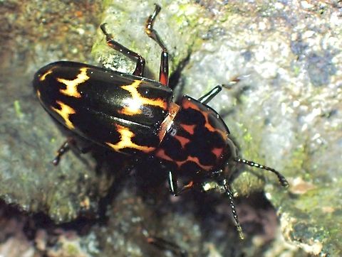 Fungus Beetle - Triplatoma macleayi  Beetle,Fungus Beetle,Malaysia,Sabah,Triplatoma macleayi