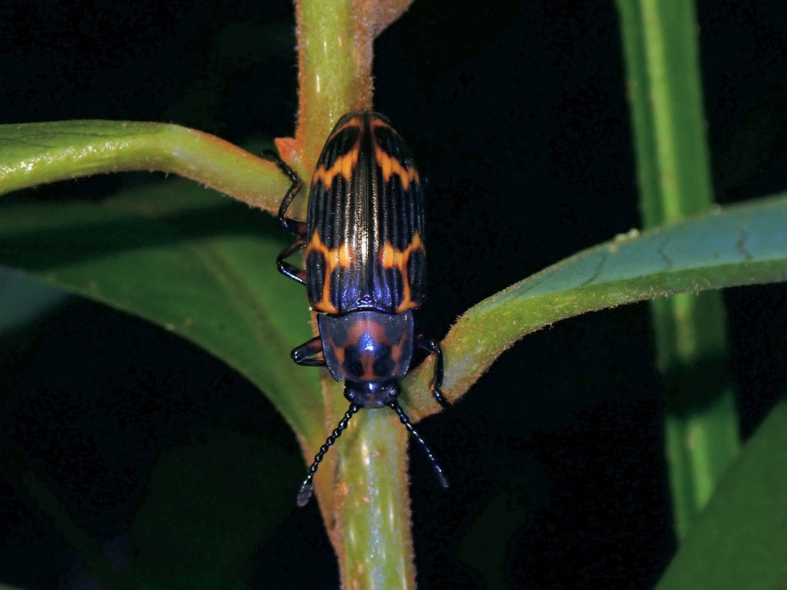 Pleasing Fungus Beetle - Triplatoma cypraea  Beetle,Fungus Beetle,Malaysia,Penang,Pleasing Fungus Beetle,Triplatoma cypraea