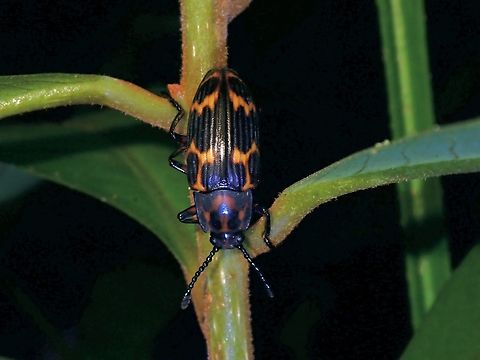 Pleasing Fungus Beetle - Triplatoma cypraea  Beetle,Fungus Beetle,Malaysia,Penang,Pleasing Fungus Beetle,Triplatoma cypraea