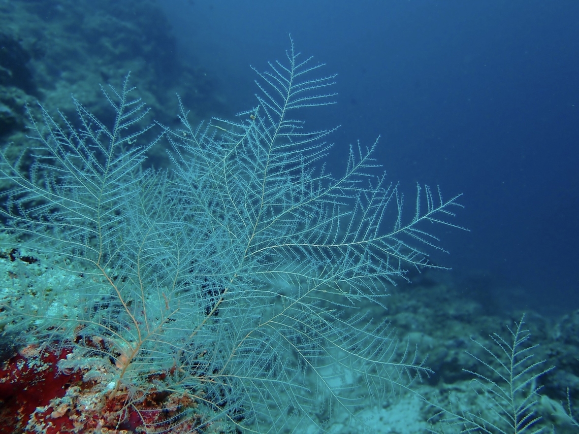 Octocorals - Stephanogorgia diomedea  Mabul,Malaysia,Octocorals,Sabah,Soft Coral,Stephanogorgia diomedea