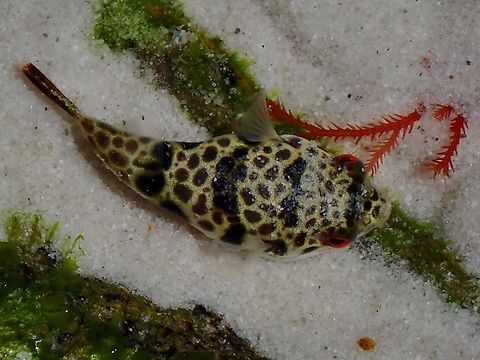 Smooth Pufferfish - Tetractenos glaber  Australia,Fish,New South Wales,Pufferfish,Smooth Pufferfish,Sydney,Tetractenos glaber