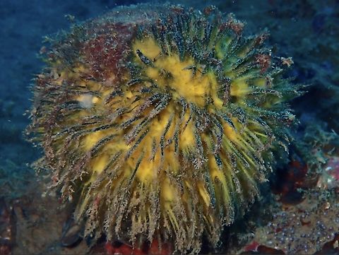 Abracadabra!  Anilao,Batangas,Craniella abracadabra,Philippines,Sea Sponge