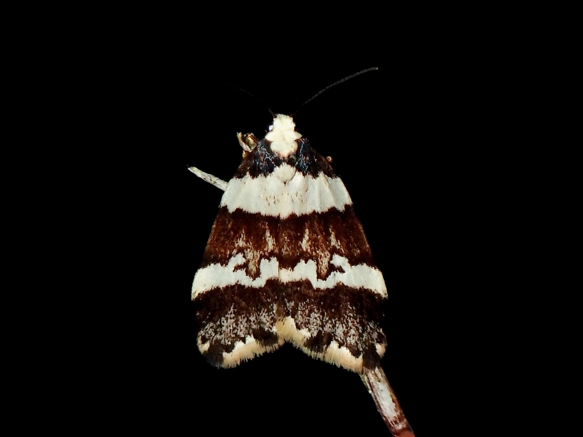 Lichen Moth - Halone sejuncta  Australia,Bird Dropping Lichen Moth,Halone sejuncta,Jervis Bay,Lichen Moth,Moth,New South Wales