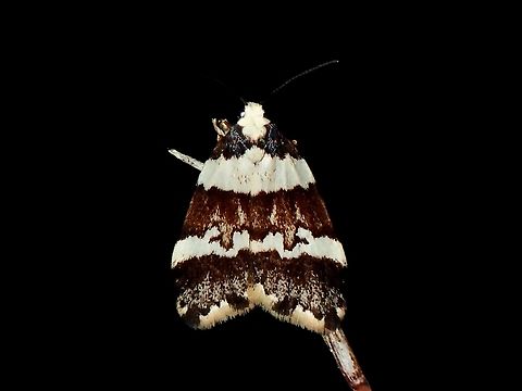 Lichen Moth - Halone sejuncta  Australia,Bird Dropping Lichen Moth,Halone sejuncta,Jervis Bay,Lichen Moth,Moth,New South Wales
