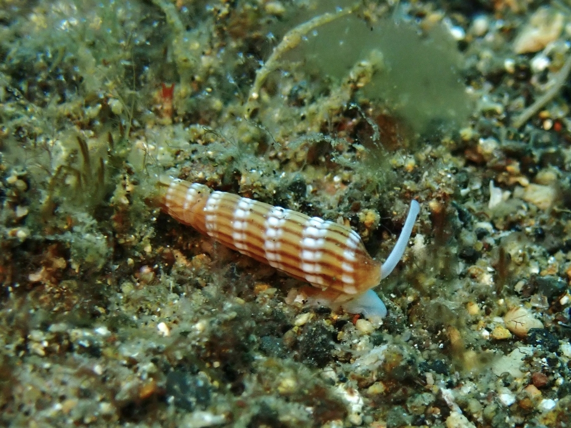 Auger Shell - Myurellopsis paucistriata  Anilao,Auger Shell,Batangas,Myurellopsis paucistriata,Philippines