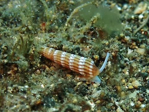 Auger Shell - Myurellopsis paucistriata  Anilao,Auger Shell,Batangas,Myurellopsis paucistriata,Philippines