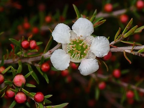 Taunton - Leptospermum polygalifolium  Australia,Flower,Leptospermum polygalifolium,New South Wales,Plant,Tantoon