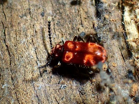 Ant-Like Flower Beetle - Lemodes coccinea  Ant-Like Flower Beetle,Australia,Beetle,Flower Beetle,Lemodes coccinea,New South Wales