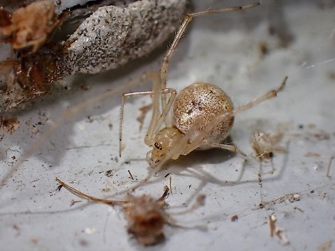 White Porch Spider - Cryptachaea gigantipes  Australia,Cryptachaea gigantipes,New South Wales,Spider,White Porch Spider