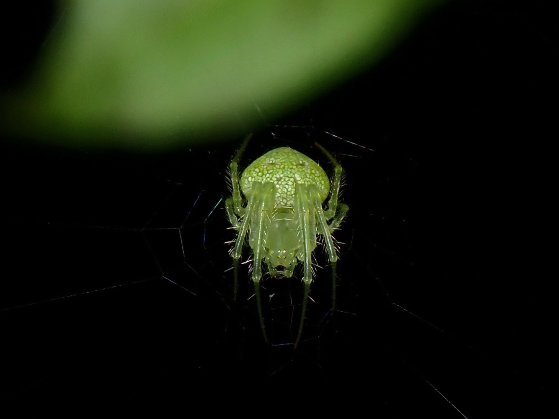 Speckled Orbweaver Spider - Araneus circulissparsus  Araneus circulissparsus,Australia,New South Wales,Orbweaver Spider,Speckled Orbweaver,Speckled Orbweaver Spider,Spider