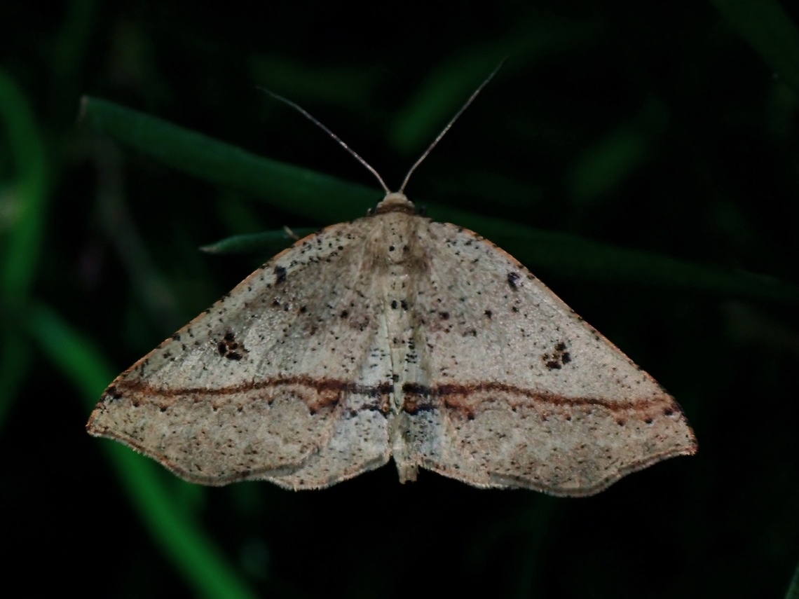 Moth - Planolocha hyposema  Australia,Moth,New South Wales,Planolocha hyposema