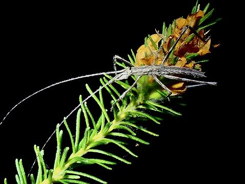 Australian Twig-Mimicking Katydid - Zaprochilus australis  Australia,Australian Twig-Mimicking Katydid,Katydid,New South Wales,Sydney,Zaprochilus australis