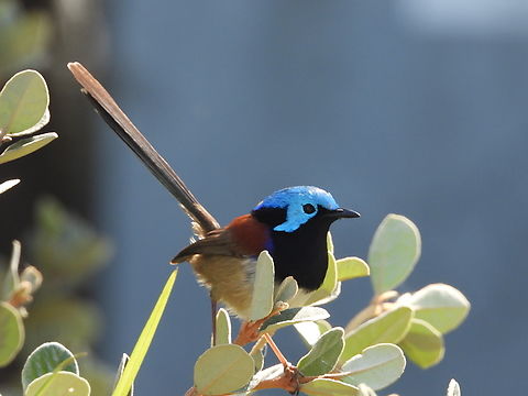 Variegated Fairywren - Malurus lamberti Male Australia,Bird,Fairywren,Malurus lamberti,New South Wales,Sydney,Variegated Fairywren