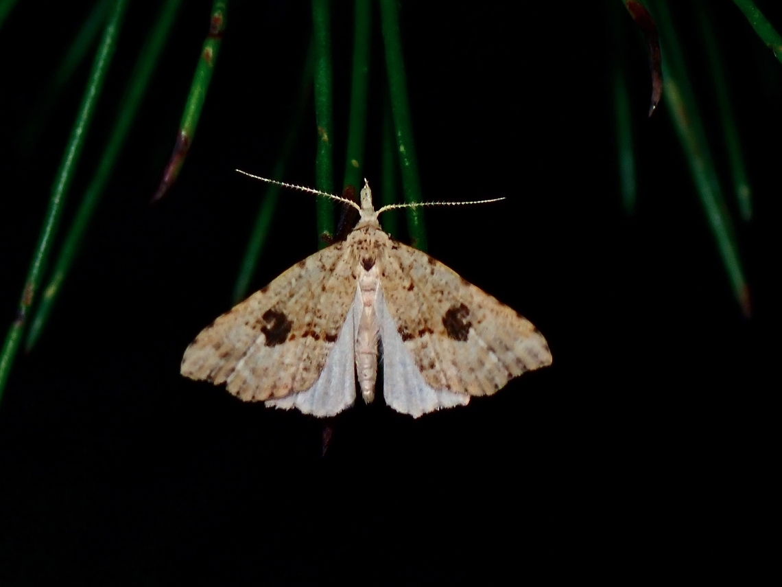 Hypenine Snout Moth - Trigonistis asthenopa  Australia,Hypenine Snout Moth,Moth,New South Wales,Snout Moth,Sydney,Trigonistis asthenopa