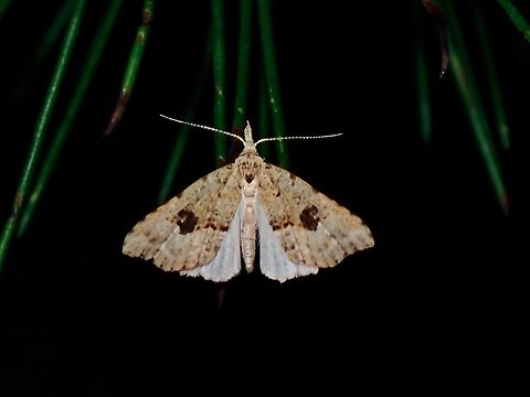 Hypenine Snout Moth - Trigonistis asthenopa  Australia,Hypenine Snout Moth,Moth,New South Wales,Snout Moth,Sydney,Trigonistis asthenopa