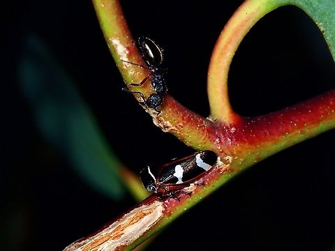 Ant - Dolichoderus scabridus Observation on Ant Ant,Australia,Dolichoderus scabridus,New South Wales,Sydney