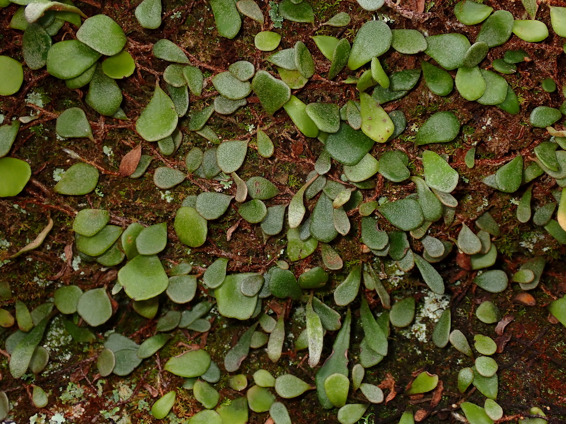 Rock-Felt Fern - Pyrrosia rupestris  Australia,Fern,New South Wales,Pyrrosia rupestris,Rock-Felt Fern,Sydney