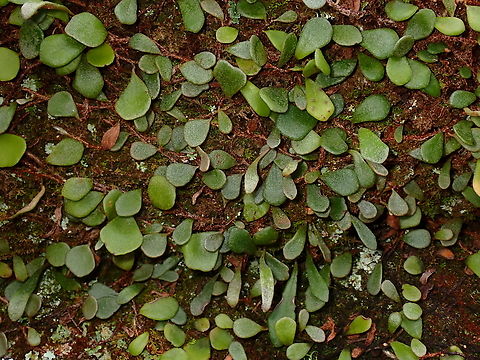 Rock-Felt Fern - Pyrrosia rupestris  Australia,Fern,New South Wales,Pyrrosia rupestris,Rock-Felt Fern,Sydney