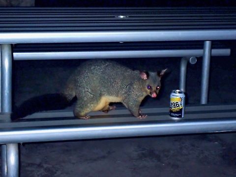 Can I have a drink? Common Brushtail Possum - Trichosurus vulpecula Australia,Common Brushtail Possum,New South Wales,Possum,Sydney,Trichosurus vulpecula